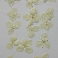 網繡球花-527色-押花花材