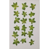 金翠花花朵-綠色-押花花材