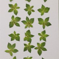 金翠花花朵-綠色-押花花材