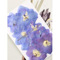 大飛燕-紫色 - 押花花材