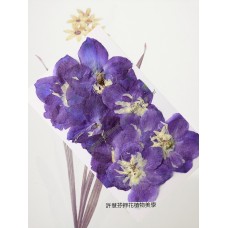 大飛燕-紫藍色 - 押花花材