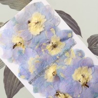 大飛燕-粉紫色 - 押花花材