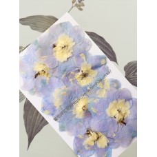 大飛燕-粉紫色 - 押花花材