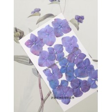繡球花-紫紅色-押花花材