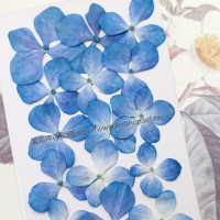 繡球花-藍白色-押花花材