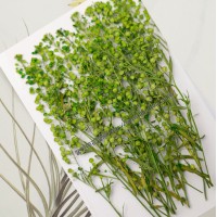 珍珠草_綠色-押花花材