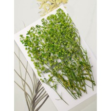 珍珠草_綠色-押花花材