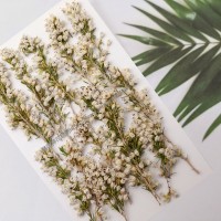 愛麗佳-粉白色- 押花花材 