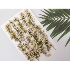 愛麗佳-粉白色- 押花花材 