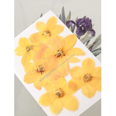 天鵝絨-橘色- 押花花材 