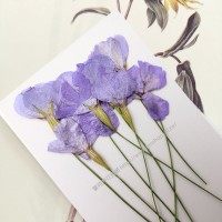 麥蘭花-粉紫色- 押花花材 