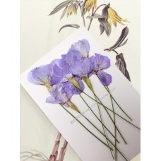 麥蘭花-粉紫色- 押花花材 