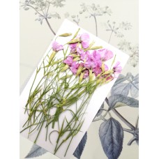 麥蘭花-粉紅色- 押花花材 