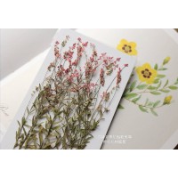 星點草-紅色-押花材料