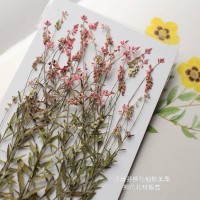 星點草-紅色-押花材料