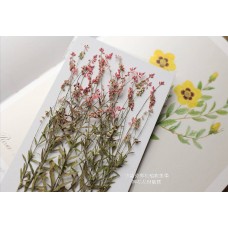 星點草-紅色-押花材料