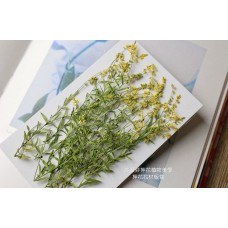 星點草-黃色-押花材料
