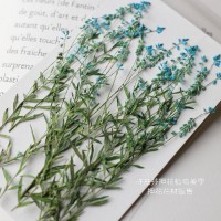 星點草-藍色-押花材料