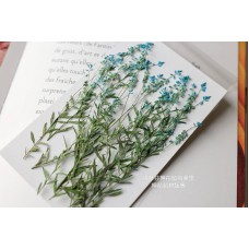 星點草-藍色-押花材料