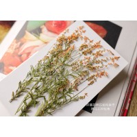 星點草-橘色-押花材料