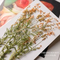 星點草-橘色-押花材料