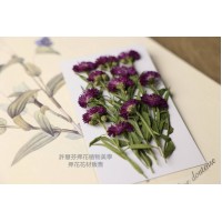 孔雀草花-側面酒紅色-押花花材