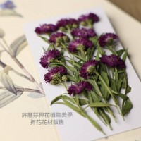 孔雀草花-側面酒紅色-押花花材