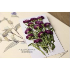 孔雀草花-側面酒紅色-押花花材