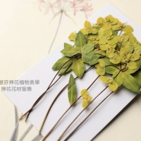 黃河花帶枝-黃色- 押花花材 