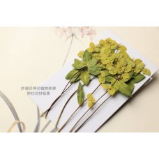 黃河花帶枝-黃色- 押花花材 