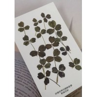 三葉草-灰橄欖色-押花花材