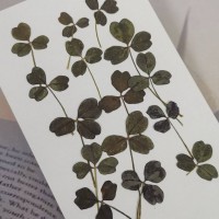 三葉草-灰橄欖色-押花花材
