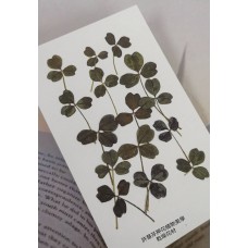 三葉草-灰橄欖色-押花花材