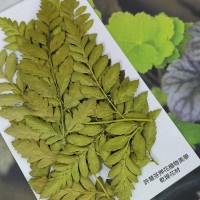 粗葉蕨-綠色- 押花花材 
