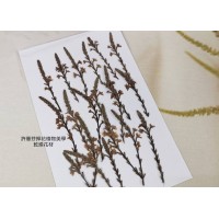 芽戟花-原色 - 押花花材