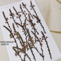 芽戟花-原色 - 押花花材