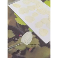 美白系葉-圓葉小浮萍-白色-押花材料