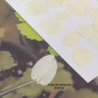 美白系葉-圓葉小浮萍-白色-押花材料