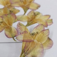 水仙-古董色-押花花材