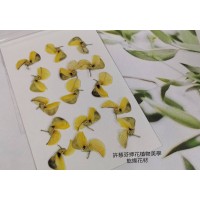 羽扇豆-原色- 押花花材