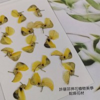 羽扇豆-原色- 押花花材