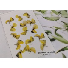 羽扇豆-原色- 押花花材