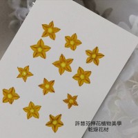 小金英花-原色- 押花花材 