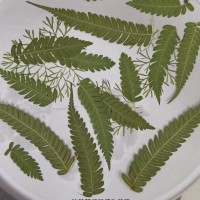 羽毛蕨-綠色- 押花花材 