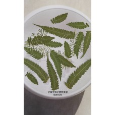 羽毛蕨-綠色- 押花花材 