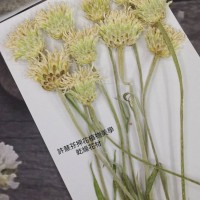  圓頭小花-原色 - 押花花材 