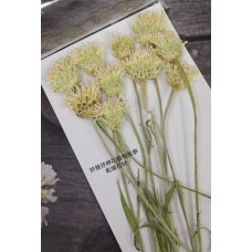  圓頭小花-原色 - 押花花材 