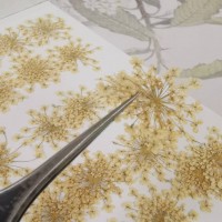 蕾絲花-古董白色- 押花花材
