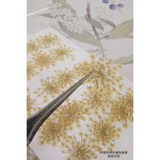 蕾絲花-古董白色- 押花花材