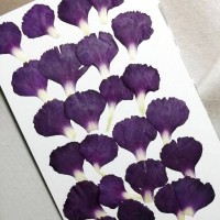 康乃馨花瓣-紫紅色-押花花材